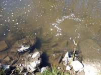 Zarybňování Litavky (9)